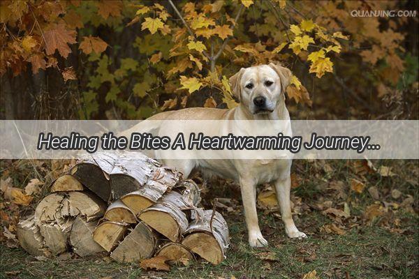 Healing the Bites A Heartwarming Journey to Recovery After a Loyal Poochs Playful Snag